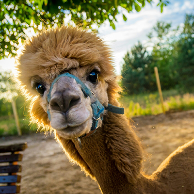 Alpaca Therapy for Autism